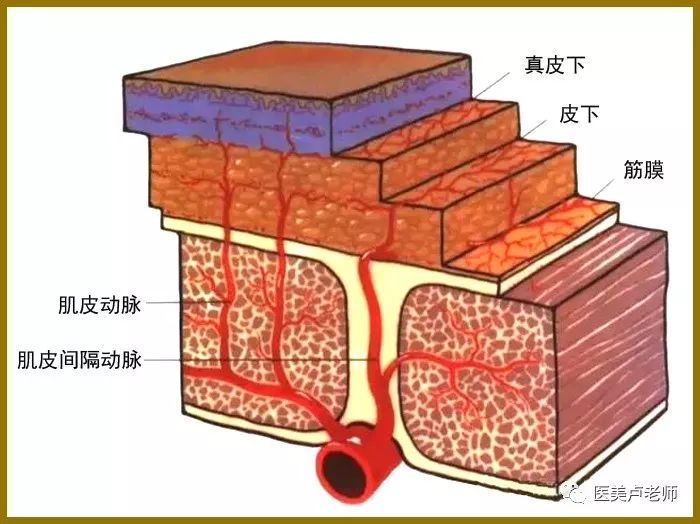 面部各面区之间和脂肪室之间的边界处都有界纹分布,其深面一般有深部