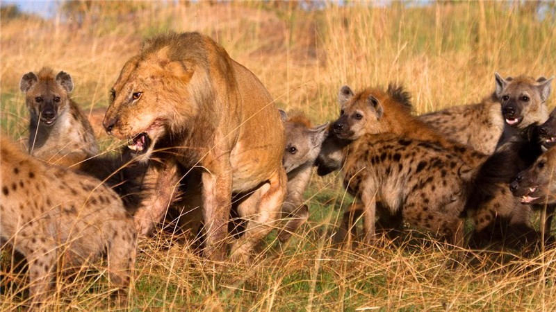 直击在非洲草地上,让对手头疼的两种大哥级动物