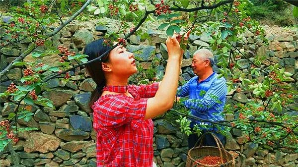 憨班村人口_憨憨头像