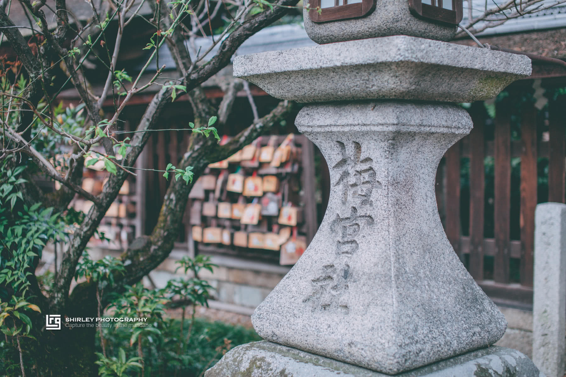 深度游 继猫站长猫掌柜之后 京都这个神社也被猫咪 霸占 了 雪花新闻