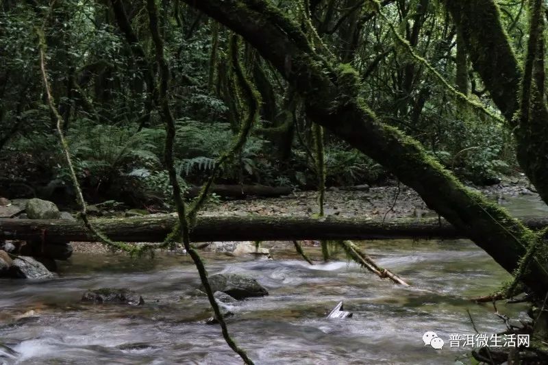 镇沅有多少人口