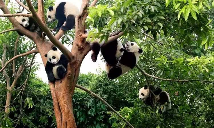 2000张野生大熊猫照萌翻了世界