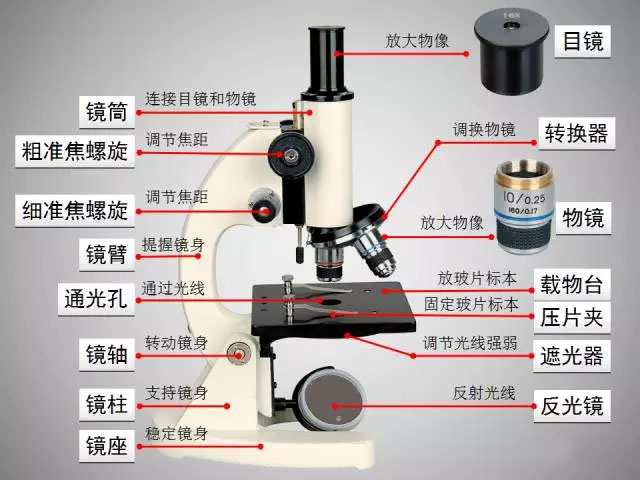 【知識點總結】顯微鏡使用方法 科技 第2張