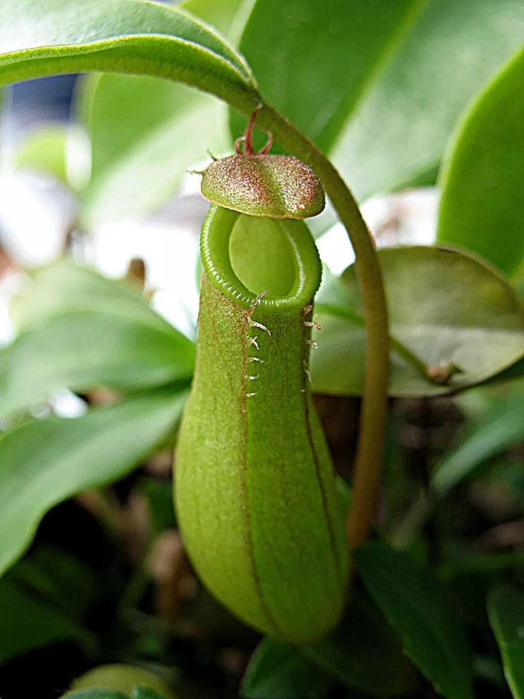 mufeeling植物养护小百科 | 猪笼草篇