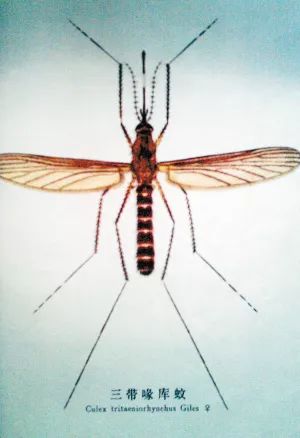 特别提醒:三带喙库蚊是传播乙脑病毒的主要媒介,它们常常在黄昏后2