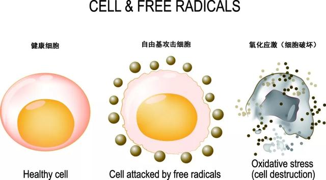 CELFULL NADH调理亚健康状态,抗击衰老