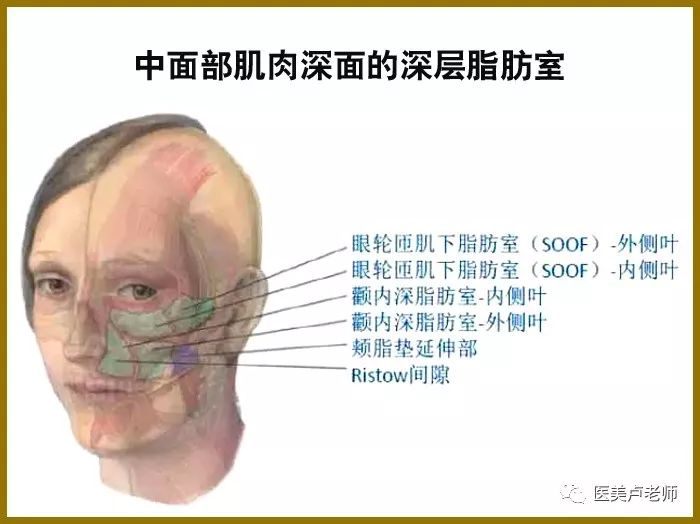 面部解剖的三个基本规律