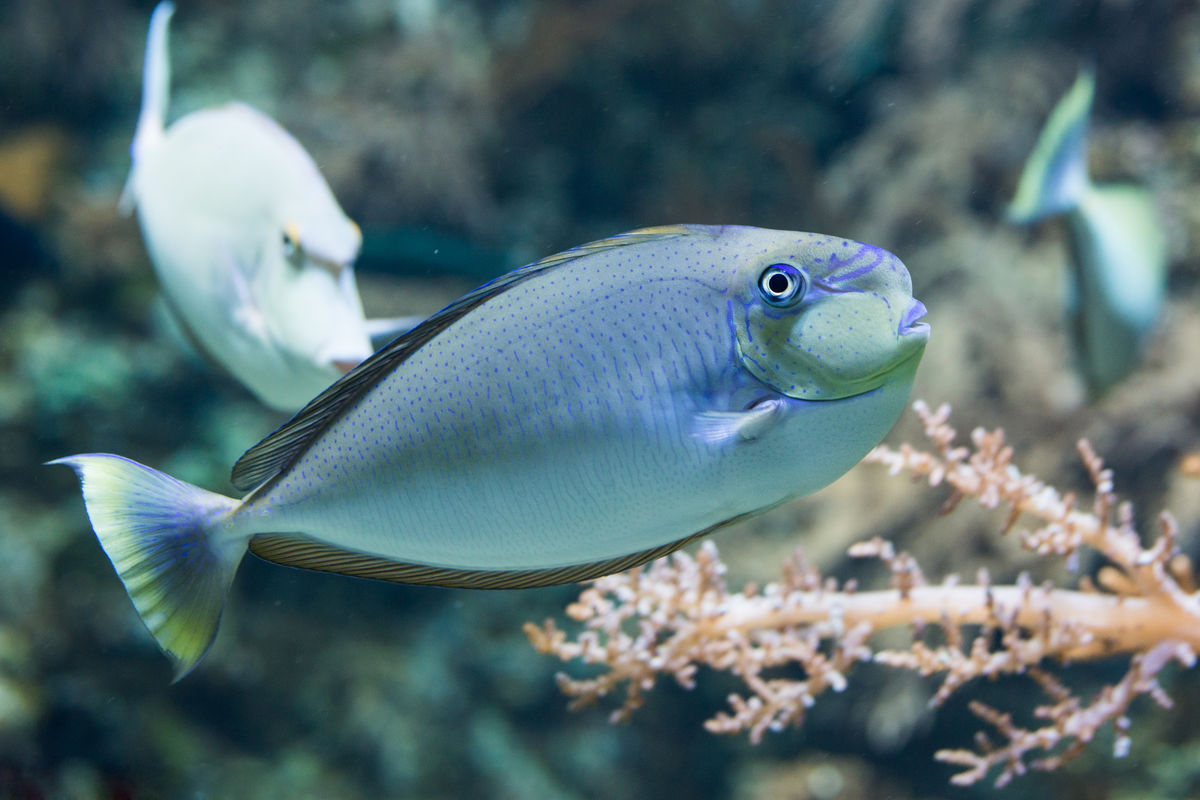 特写一条青色的热带观赏鱼免抠PNG素材
