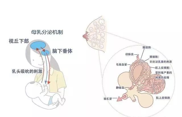 母婴专栏 | 吃母乳,吃奶嘴,对宝宝有什么影响?