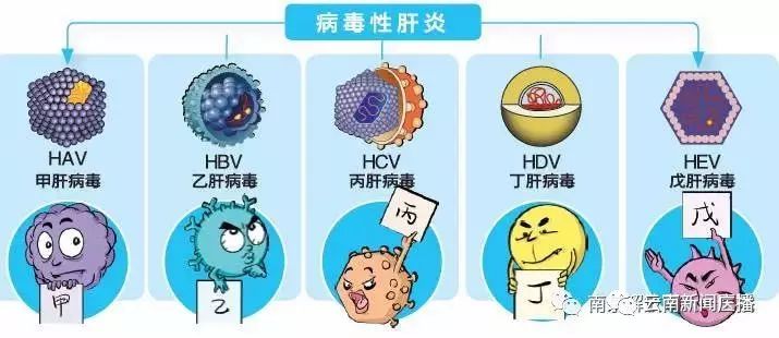 甲,乙,丙,丁,戊——这五种病毒性肝炎你都了解吗?