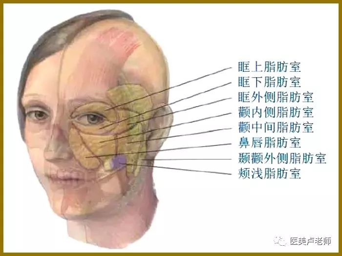 面部解剖的三个基本规律