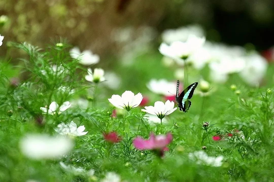 古筝《蝶儿蝶儿满天飞,盼和你再梦断一回