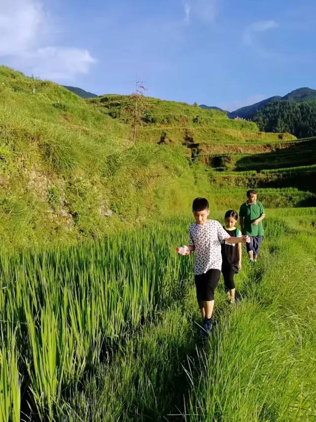 2018夏天,我们游学大江南北(十—田埂上的秘密