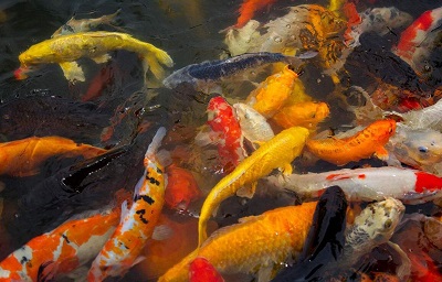 亚新体育大学生创业养殖锦鲤3万条鱼带来100万的收入(图3)