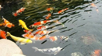 亚新体育大学生创业养殖锦鲤3万条鱼带来100万的收入(图1)