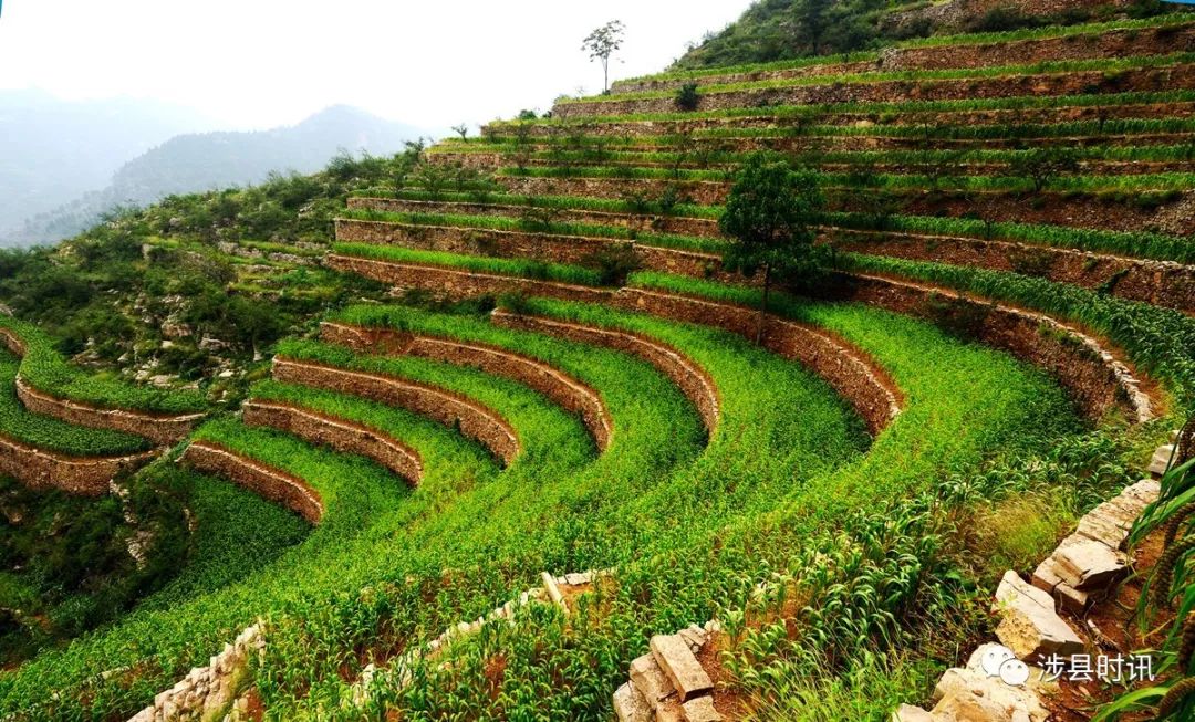 摘花椒·赏美景·享农家乐,涉县12.4万亩花椒