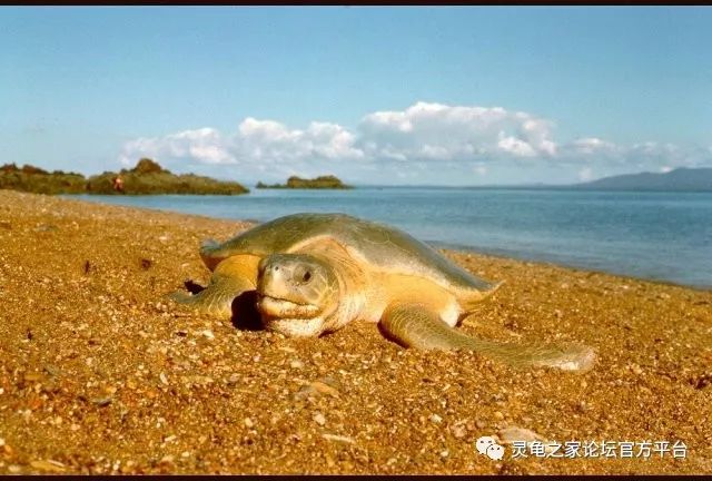 平背海龟平背龟澳大利亚特有的海龟