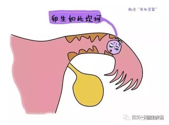 卵 管 の 通り を 良く する 方法 漢方