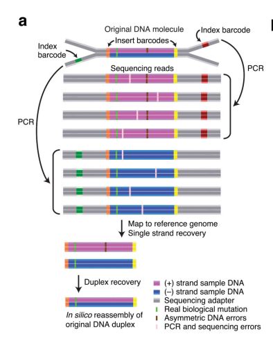 ctdna检测的秘密武器—duplex umi-ctdna测序技术