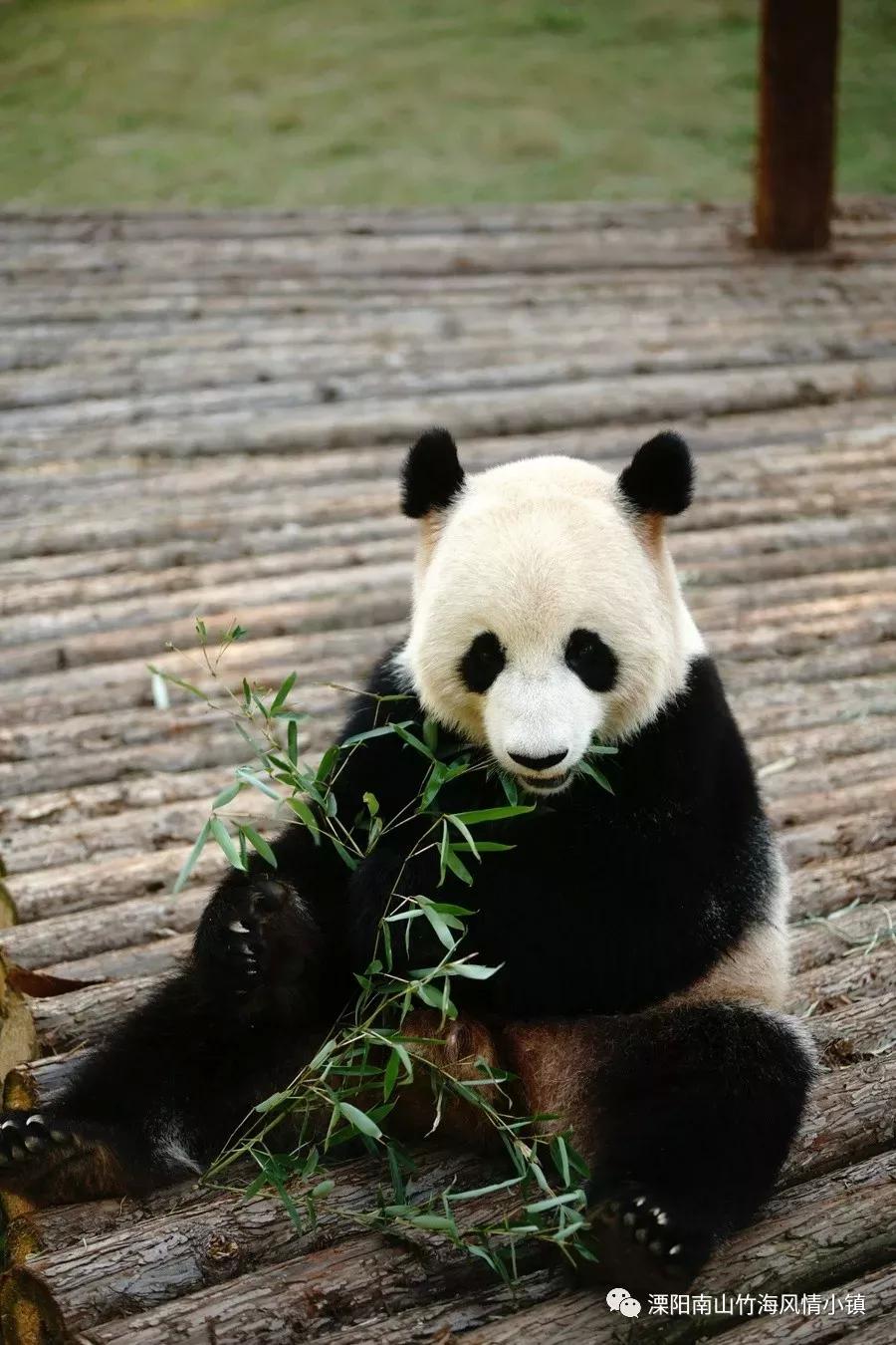 南山竹海的大熊猫星安和华丽过生日啦!