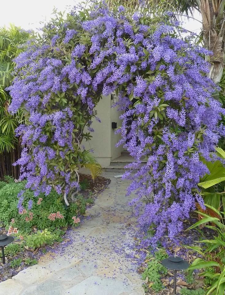 马鞭草科蓝花藤属.