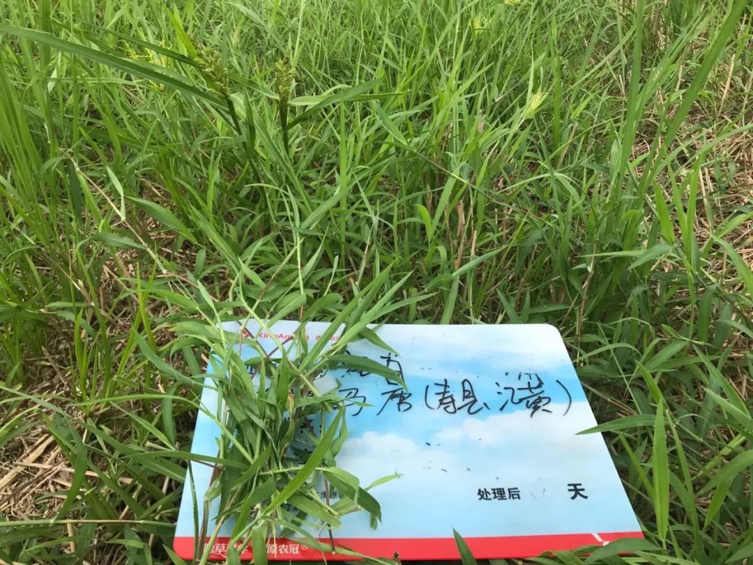 毛马唐(digitaria chrysoblephara fig.