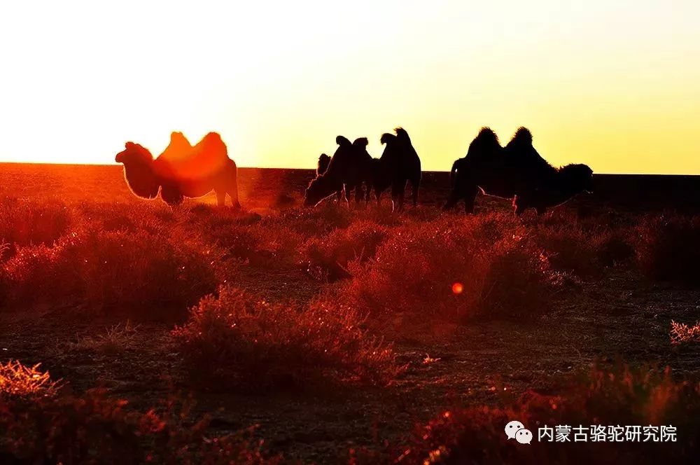 骆驼人口_骆驼祥子手抄报