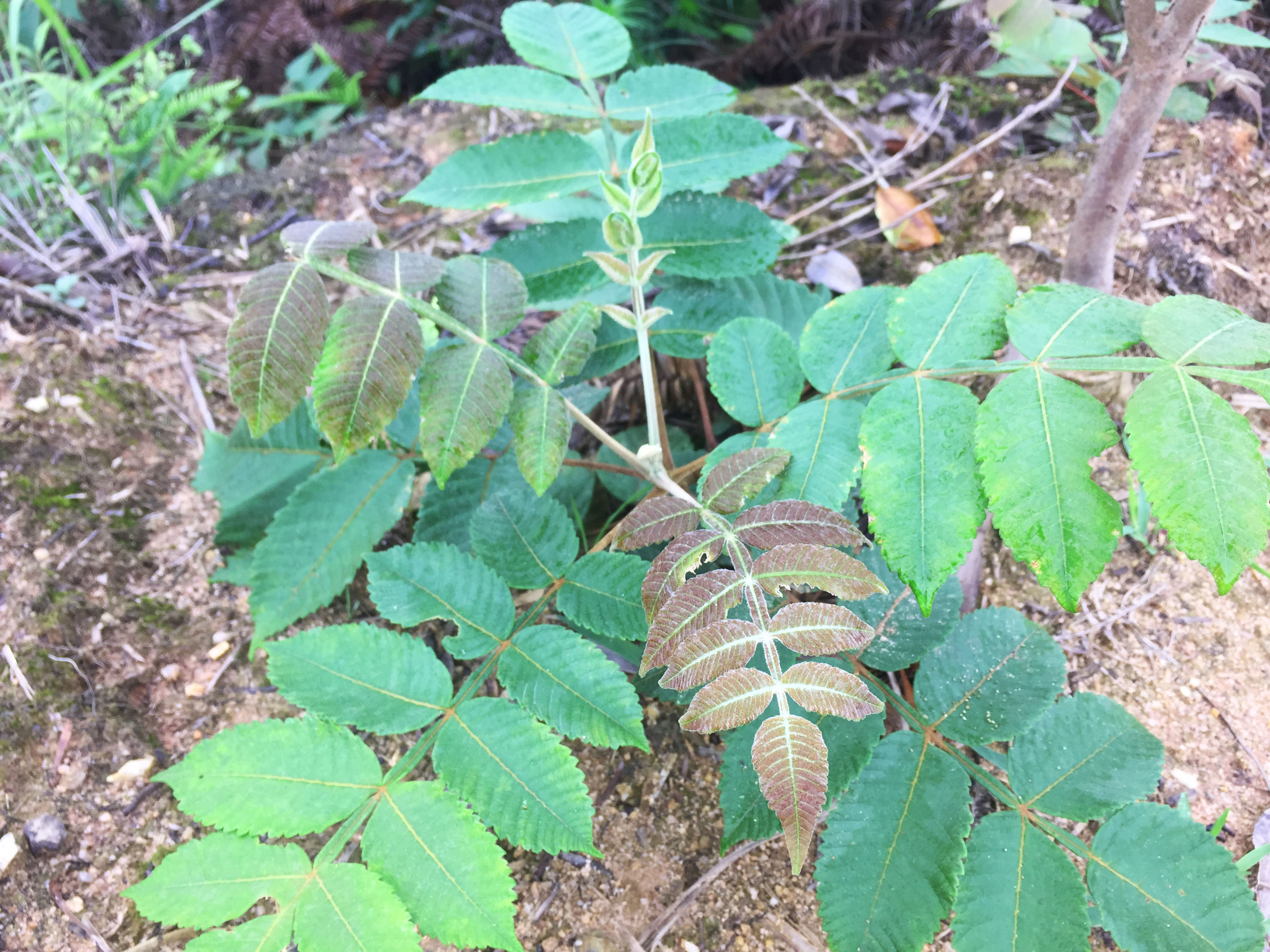 它的根,叶,花,果都可以入药,有清热解毒,舒筋活络,散瘀止血,涩肠止泻