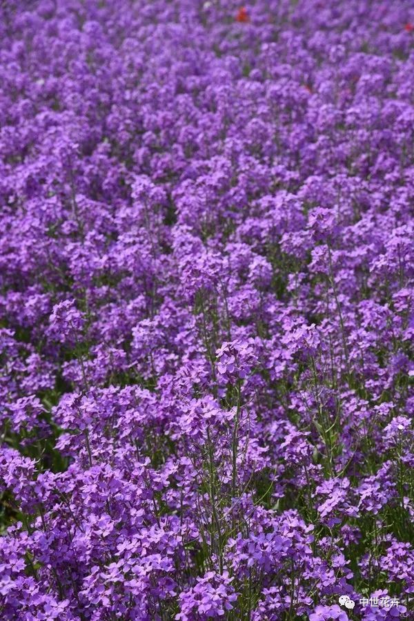 中世花卉2018秋播精选紫色油菜花蓝香芥