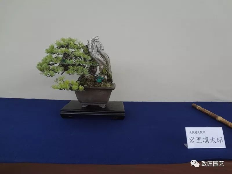 开眼了:第26届春雅展小品盆景赏