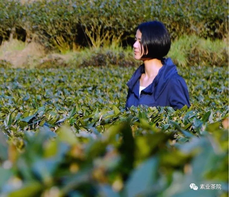 林燕萍国家一级评茶师中国茶叶学会感官审评委员会委员武夷学院茶与