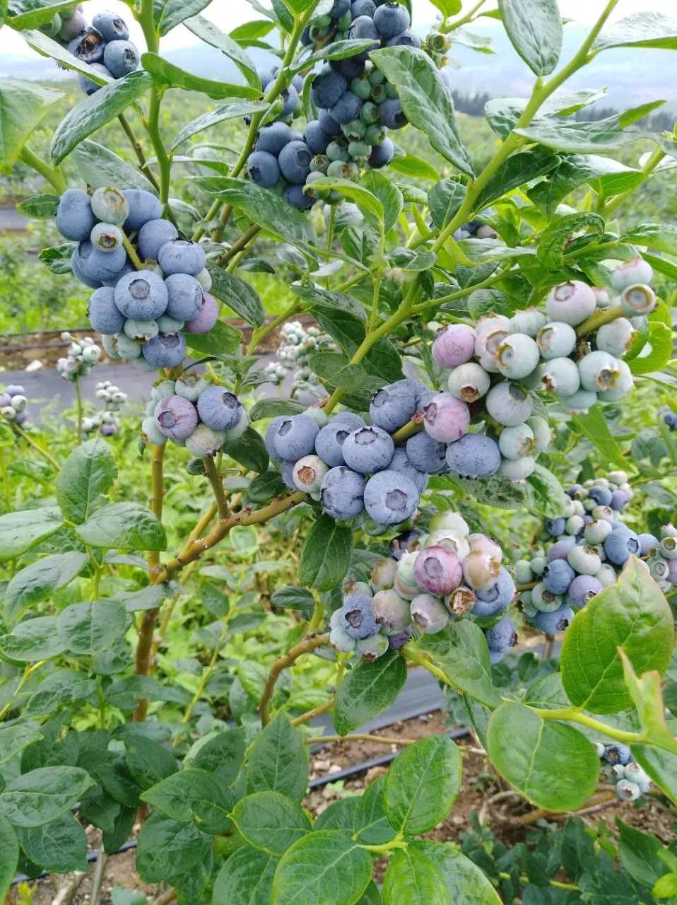 佳沃蓝莓佳沃榴莲从两大水果强ip到萌拽cp的深度剖析文末有福利