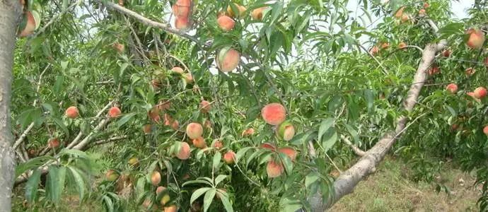 夏 炎炎夏日 在浙江省温岭市新河镇下章村 冯海荣种植的25亩水蜜桃