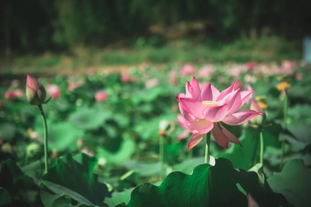 五夫镇:举办第六届中国·五夫"荷花节"剥莲大赛