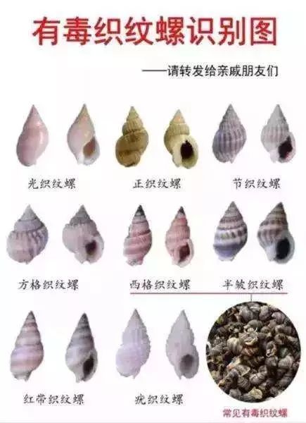 提醒各位惠州市民 平时购买或食用螺类时,一定要注意辨别 织纹螺种类