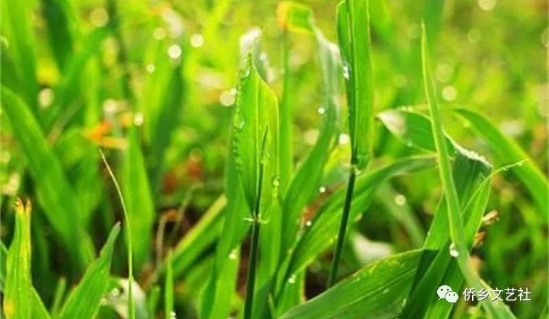 细雨如丝|作者|林海 幽篁细雨 幽篁,细雨 细雨淅淅如私语 不免往事