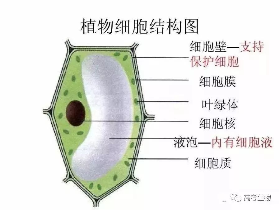 知識點 關於細胞 你一定要知道這些 有圖有真相 雪花新闻