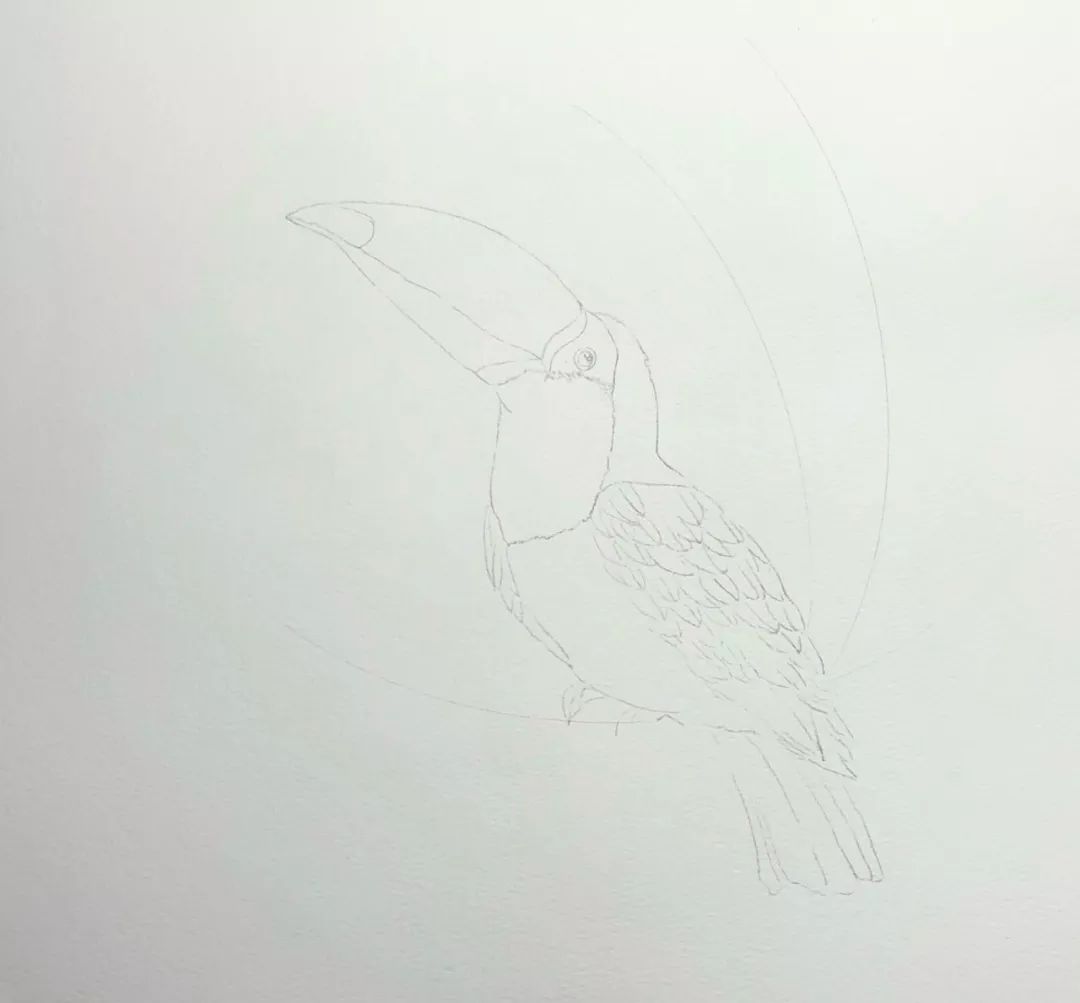 3分钟教你学画一幅轻松的水彩小插画巨嘴鸟