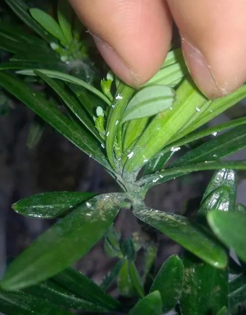 植物医生:罗汉松叶枯病,介壳虫,红蜘蛛等病虫害防治