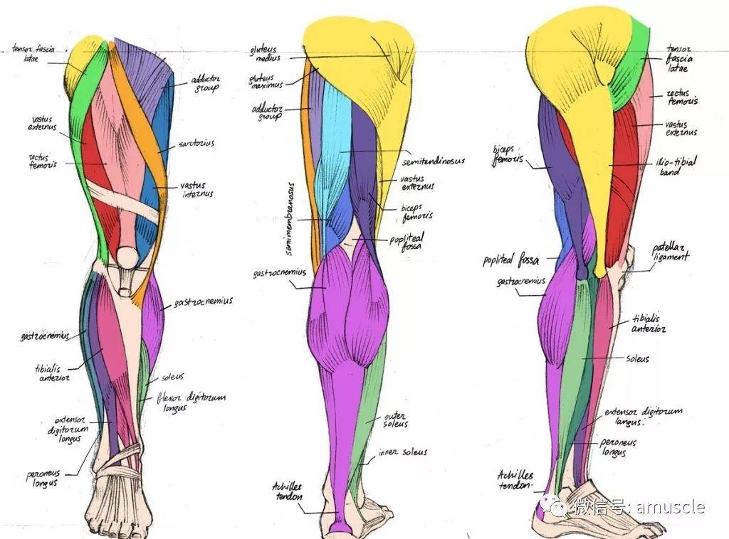 位置:肌肉位于大腿内侧,紧邻股直肌,在膝盖上方 功能:膝伸 股外侧肌
