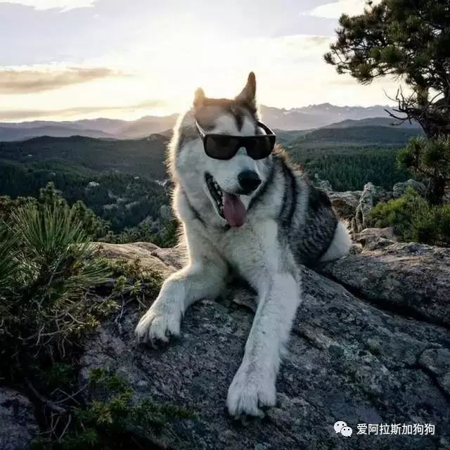 这只狗牛逼了,阿拉斯加 哈士奇 狼的混血!