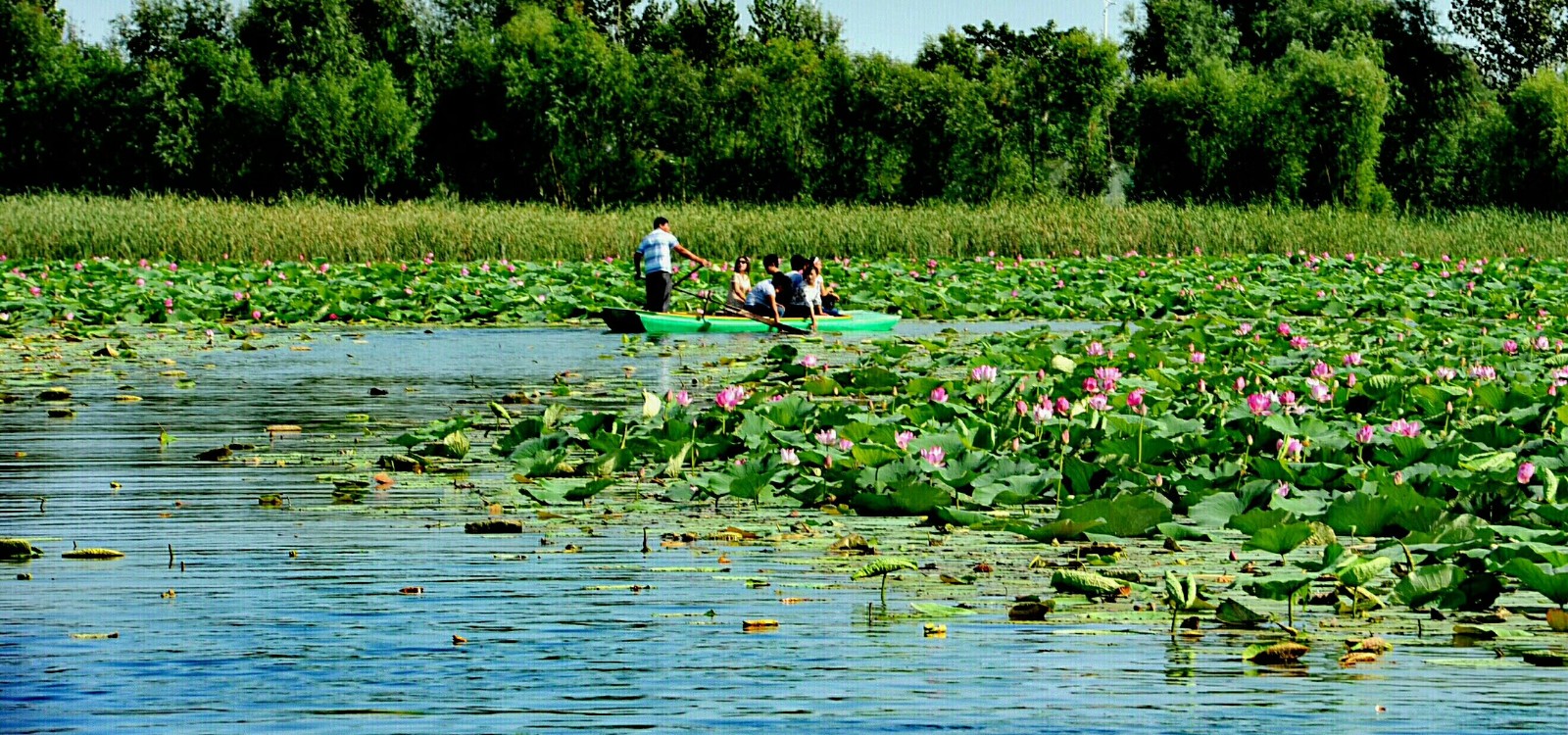 荷花正当时,衡水湖的美景,游玩的好地方