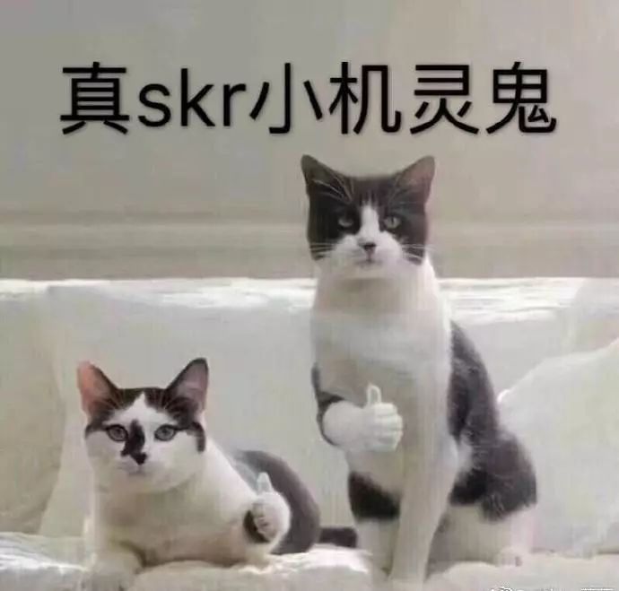 不正经科普帖你真skr小机灵鬼