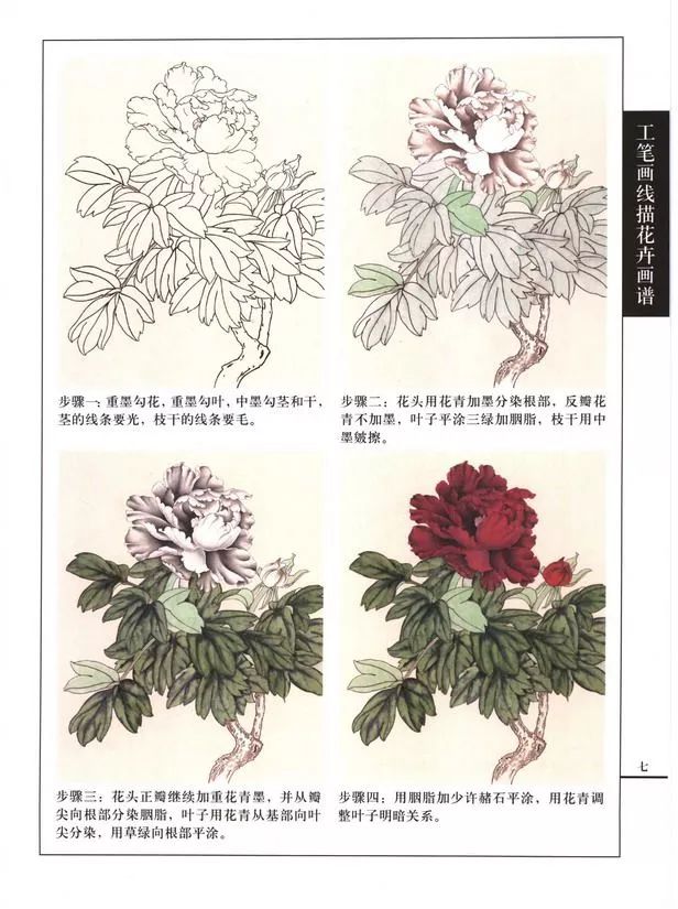 《工笔画线描花卉画谱(牡丹篇)》,来源:网络.