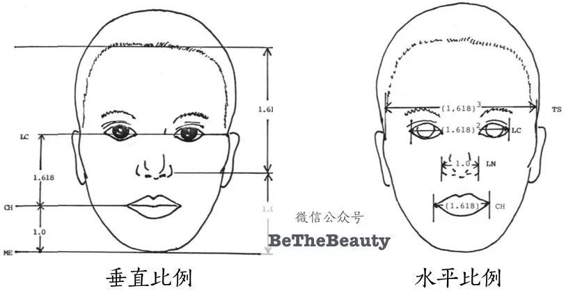 再细致一点,推导出 面部横向和竖向的黄金比例