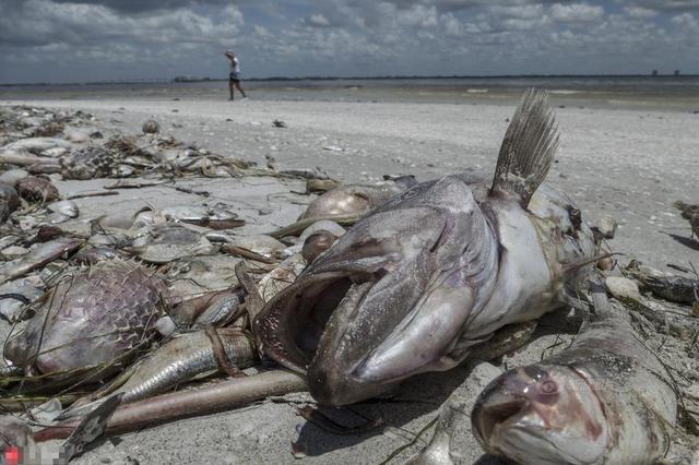 美国佛罗里达州,佛罗里达州赤潮肆虐,造成大批海洋生物死亡