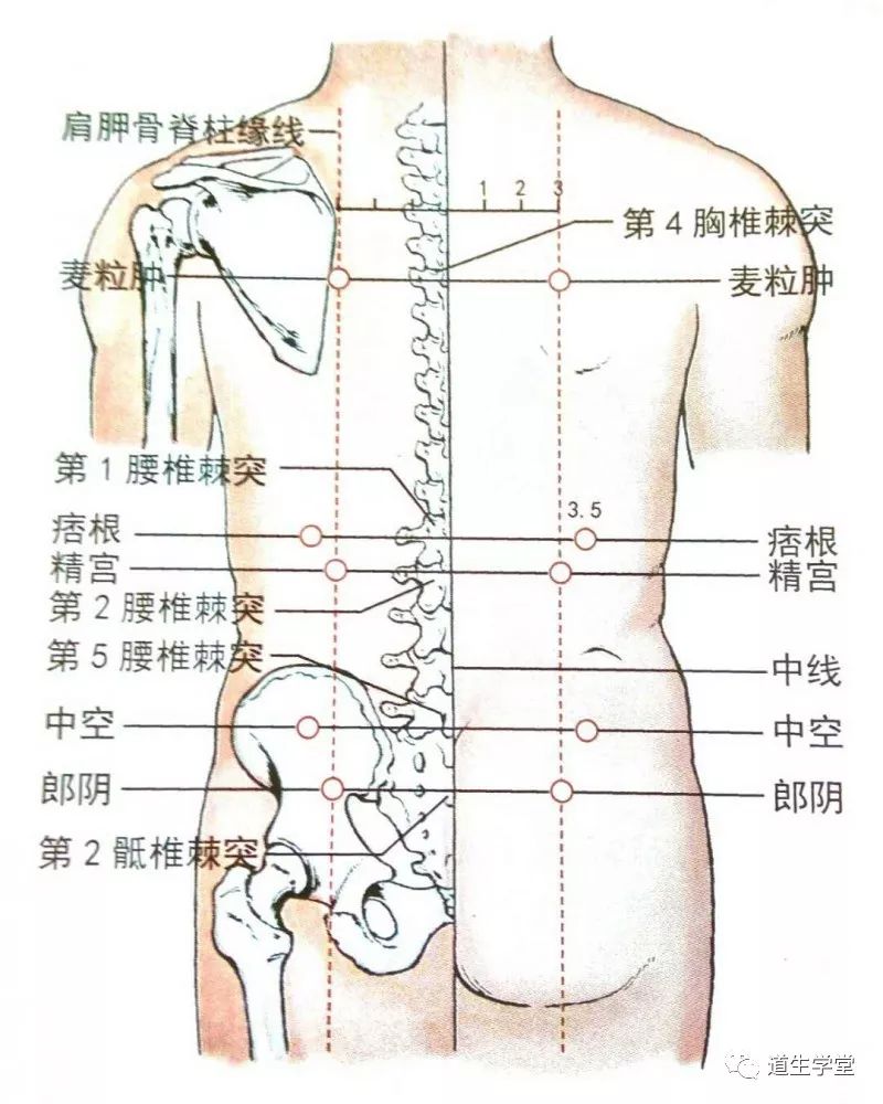 【主治】腰痛,肋间神经痛,腰背痉挛.