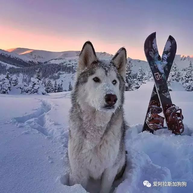 这只狗牛逼了,阿拉斯加 哈士奇 狼的混血!