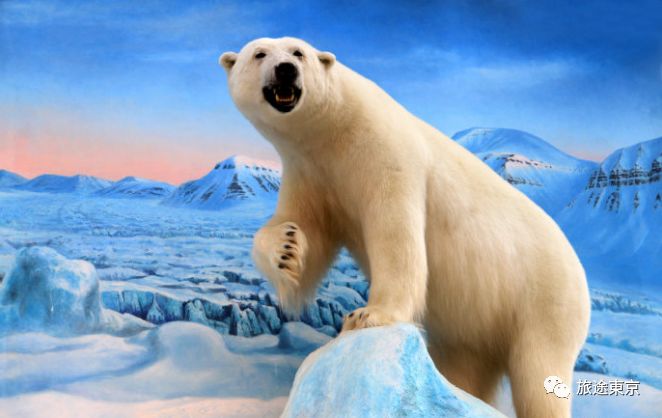 40年内北极熊或因高温灭绝?
