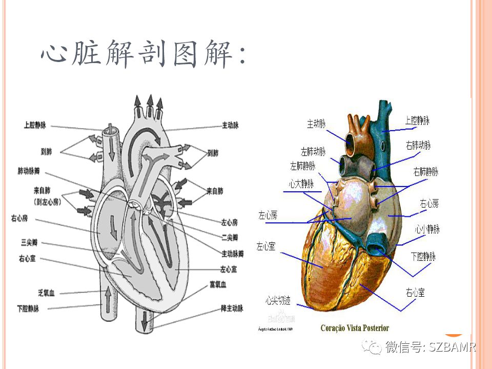 mr心脏扫描技术简介